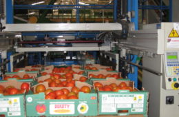 packaged tomatoes