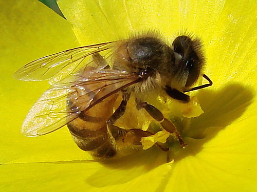 sitio web de citas de abejas