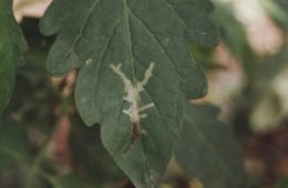 Hoja de tomatero con el paso de la plaga