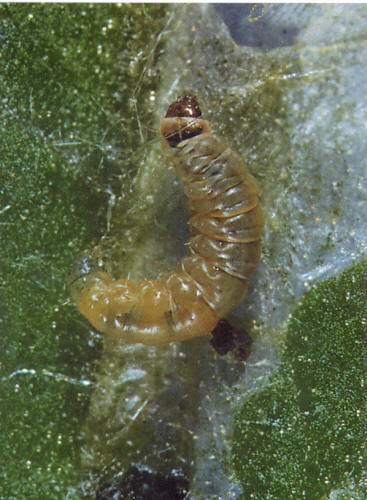 Larvae of Tuta absoluta