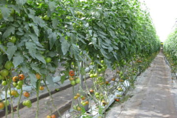Tomateros i hydroponics