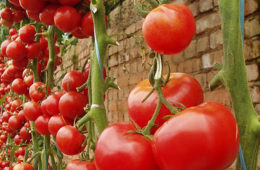 ökologische Tomaten