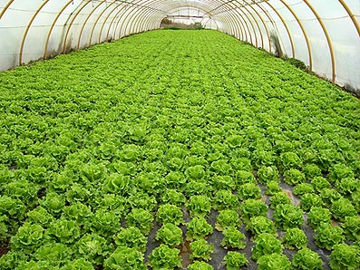 Planting lettuce.