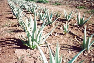 Aloe vera plantation
