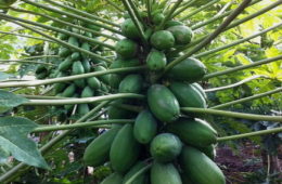 Papaya variedad intenza