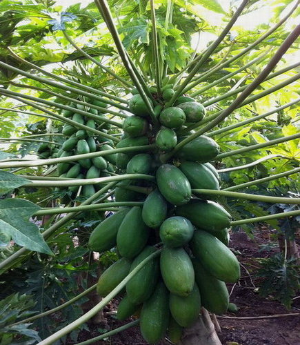 Papaya variety INTENZA