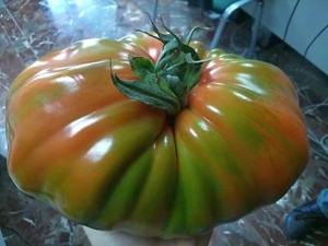 2 kiloa tomaattia