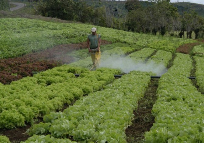 pesticides dans les cultures