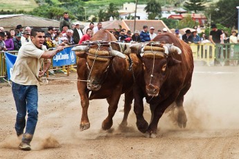1 - cattle drag - Tegueste 2010