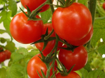 Tomater på planten.