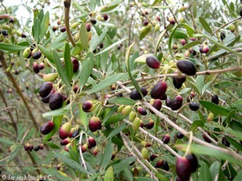 Olives acebuche