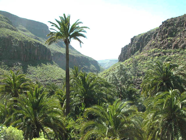 Kanarische Palmen.