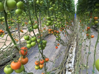 Tomato crop pick.
