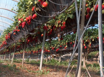 Cultivo de fresas en Valsequillo.