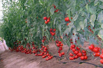 cultivo tomates