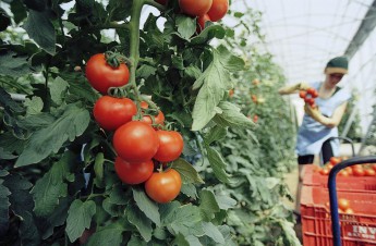 collecting tomatoes