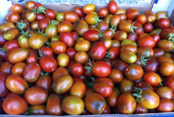 tomaatit lajikkeet