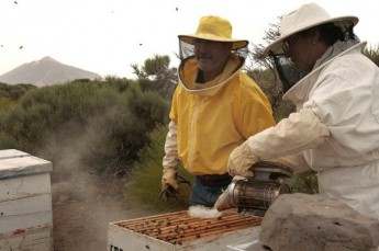 Mehiläishoitajien-Teide-valokuva-Cristobal-Garca