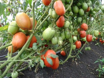 økologisk tomat oppdrett