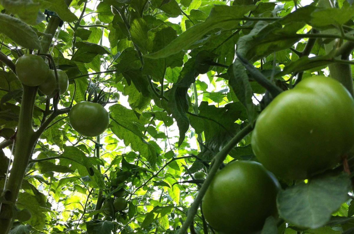Cultivo tomate ecológico