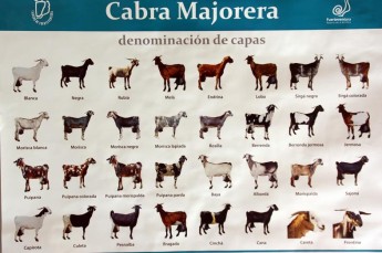 Goats-Majoreras.