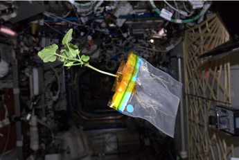 Planta de tomate en el espacio