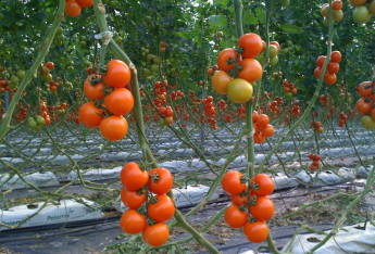Kasvihuone tomaatti Almería