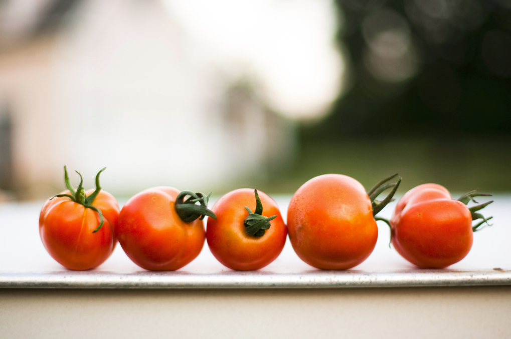 20160513 Patente Syngenta tomate